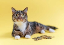 【일본통신】(57)돈 많이 들어요...냥이 집사들의 지갑 관리법 [코코타임즈(COCOTimes)] 【일본통신】(57)돈 많이 들어요...냥이 집사들의... 
