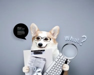 【기고】규제완화, 펫산업 미래도 여기에서 출발해야 [코코타임즈(COCOTimes)] 【기고】규제완화, 펫산업 미래도 여기에서 출발해야