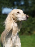 세상에서 가장 우아한 개... 살루키(Saluki) [코코타임즈(COCOTimes)] 세상에서 가장 우아한 개... 살루키(Saluki)