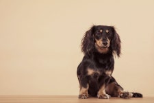 오소리 잡는 사냥개 닥스훈트 Dachshund [코코타임즈(COCOTimes)] 오소리 잡는 사냥개 닥스훈트 Dachshund