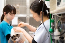 【일본통신】(41)일본 동물병원엔 ‘전문의’ 있나요?② [코코타임즈(COCOTimes)] 【일본통신】(41)일본 동물병원엔 ‘전문의’ 있나요?②