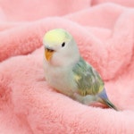 저배율로 아직은 꾸준해요.. 중간에 몇일 쉬긴 했는데 - 선물/마진 게시판 - 코인판