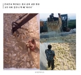 알몸으로 배추 휘적 중국산 김치 이렇게 만듭니다 - 자유게시판 - 코인판