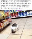 싱글벙글 편의점 진상 고양이들...jpg - 자유게시판 - 코인판
