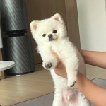 이쯤에서 우리집 강아지 자랑.jpg - 자유게시판 - 코인판