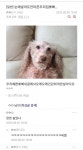 우리 강아지 간식비 벌어야하는데 - 자유게시판 - 코인판