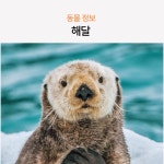 형들 해달은 뭐야? - 자유게시판 - 코인판