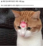 술 취한 집사에게 받은 과한 사랑.jpg - 유머/감동 - 코인판