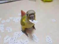 앵무새가 점지해준 픽 - 유머/감동 - 코인판