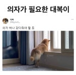 의자가 필요한 대복이 - 유머/감동 - 코인판