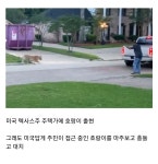 미국 주택가에 호랑이 출현! - 유머/감동 - 코인판
