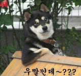 리플소각? - 리플 - 코인판