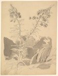 Carl Gustav Carus - Study of a Willowherb; verso: Study of Two Cows - The Metropolitan Museum of Art