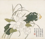 After Zhang Lu - Lotus Flowers, Leaf from the Mustard Seed Garden Painting Manual, part 3 - China - Qing dynasty (1644–1911)... 