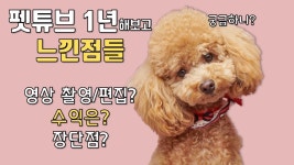 비마이펫 크루 2차 밋업