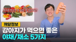 (고양이)오지게 가까운 병원VS규모있는 병원