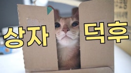 고양이커피