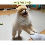 어필하는 강아지 - 뿌꾸툰 - 비마이펫