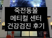 제주 동물병원 여기 추천! 꼼꼼하고 친절한 검진이 가능한 브이동물메디컬센터 - 비마이펫