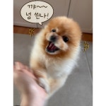 껌딱지 - 뿌꾸툰 - 비마이펫
