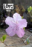 들꽃편지 제5권 참꽃호 [판매중단] | 최용우 - 교보문고