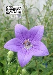 들꽃편지 제13권 도라지꽃호 | 최용우 - 교보문고
