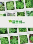 클로버 | 강호중 - 교보문고