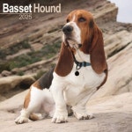 Basset Hound Calendar 2025 Square Dog Breed Wall Calendar - 16 Month | - 교보문고
