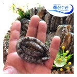 해신수산 완도 활전복 30-40미 1kg [1개] - 에누리 가격비교