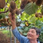 [초록초록팜] 신선하고 달콤한 국산 진주 키위 골드 3kg 중 (33과내외) 올해 - 에누리 가격비교