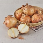 농협경제지주주식회사 양파[2.7kg] 최저가 쇼핑 정보 - 에누리가격비교 농협경제지주주식회사 양파[2.7kg] < 채소 < 농산물 [에누리 가격비교]