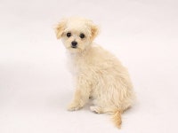 画像・写真 | 思わず癒される！タレント犬フォトギャラリー 98枚目 | オリコンニュース（ORICON NEWS） 画像・写真 | 思わず癒される！... 