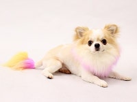 画像・写真 | 思わず癒される！タレント犬フォトギャラリー 198枚目 | オリコンニュース（ORICON NEWS） 画像・写真 | 思わず癒される！... 