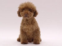 画像・写真 | 思わず癒される！タレント犬フォトギャラリー 299枚目 | オリコンニュース（ORICON NEWS） 画像・写真 | 思わず癒される！... 