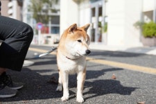 画像・写真 | ドラマ『柴公園』場面カット＆もふもふ柴犬オフショット 55枚目 | ORICON NEWS 画像・写真 | ドラマ『柴公園』場面カット... 