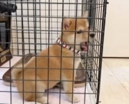 動物に関連する特集一覧 2ページ目 | オリコンニュース（ORICON NEWS） 動物タグの特集 2ページ目
