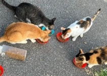 人気観光地・石垣島が“猫捨て島”に？ 5年で500匹超が遺棄「島人として恥ずかしい」 | ORICON NEWS 人気観光地・石垣島が“猫捨て島”... 
