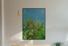 올웨이즈파인 Lemon Tree