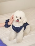 널독(NERDOG) 미니 스타 슬리브리스 (네이비) - 후기 | 무신사 널독(NERDOG)  미니 스타 슬리브리스 (네이비) - 후기 | 무신사