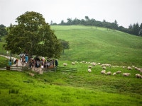 상품상세정보 [참좋은 리무진] 양떼목장/오대산월정사+안목커피거리
