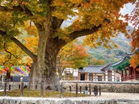 상품상세정보 ● 1月 선착순 특가●  담양/변산~군산(선유도)