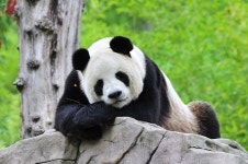 상품상세정보 [부산-성도 직항 전세기][노팁] 동티베트/쓰구냥산/무구쵸/공가설산/신도교/상교구 4박 6일