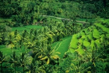 상품상세정보 [동남아 한나라 일주] 인도네시아 섬일주 11일  #노쇼핑 #노옵션 #노팁 #코모도 #롬복 #길리 트라왕안