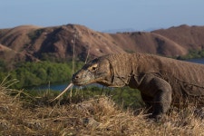 상품상세정보 [동남아 한나라 일주] 인도네시아 섬일주 11일  #노쇼핑 #노옵션 #노팁 #코모도 #롬복 #길리 트라왕안