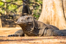 상품상세정보 [동남아 한나라 일주] 인도네시아 섬일주 11일  #노쇼핑 #노옵션 #노팁 #코모도 #롬복 #길리 트라왕안