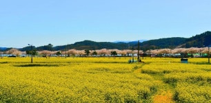 상품상세정보 [KTX｜당일] 맹방유채꽃축제, 강릉중앙시장 및 안목커피거리 탐방