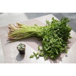 파슬리(에슐레져) - 기업정보 | 투자, 매출, 기업가치 - THE VC