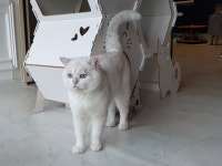 우리집 빵실이~ > 자유갤러리 | 쿨엔조이