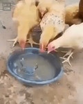 닭이 가장 혐오스러운 게 > 자유갤러리 | 쿨엔조이