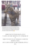 가게 생선을 먹고 싶었던 고양이 > 자유갤러리 | 쿨엔조이 ﻿﻿가게 생선을 먹고 싶었던 고양이 > 자유갤러리 | 쿨엔조이